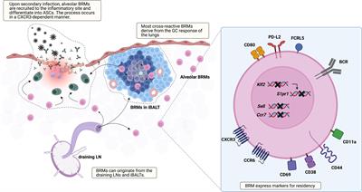 Frontiers | Resident Memory B Cells In Barrier Tissues